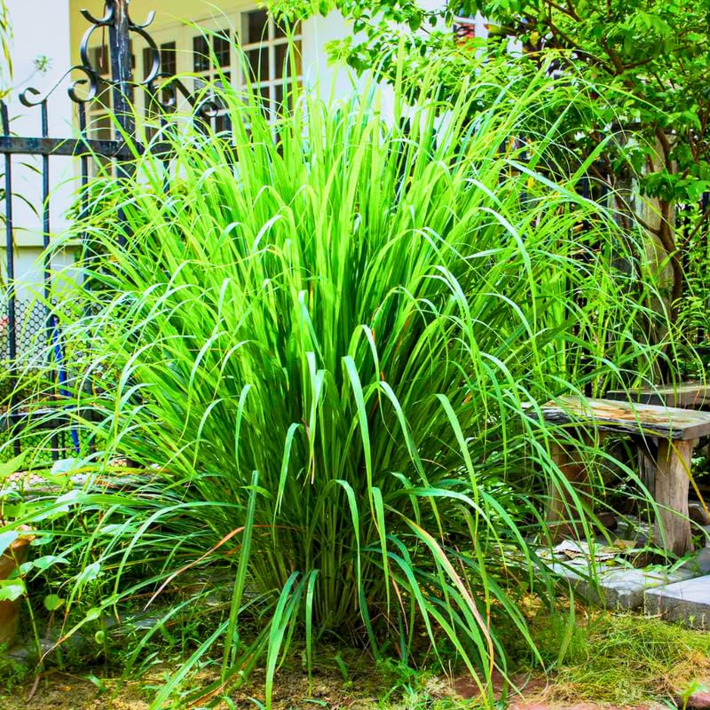 8 Live Lemongrass Stalks 5-9” Tall, Hardy Culinary Herb Plants for Outdoor Growing, Fragrant Lemongrass Plants Live
