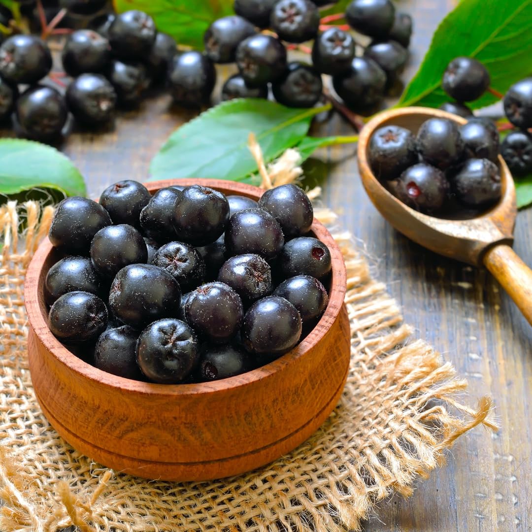 1-2 Ft Black Aronia Chokeberry Plant, Edible Berry Plant Shrub for Planting, Dormant in Winter, 1 Year Old Plants