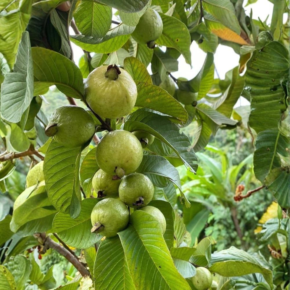 White Guava Tree Live Plant 3 Gallon, Guava Plant 2-3 Feet Tall, Guajava Tropical Fruit Tree for Outdoor Growing, No Ship to CA
