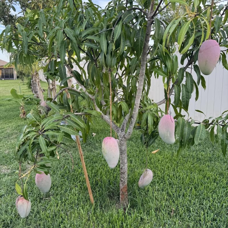 Valencia Mango Trees Live Plants in 3 Gal Pot, Fragrant Mango Fruit Tree from 2 to 3 Feet Tall, Sweet and Fast-Growing, No Ship to CA