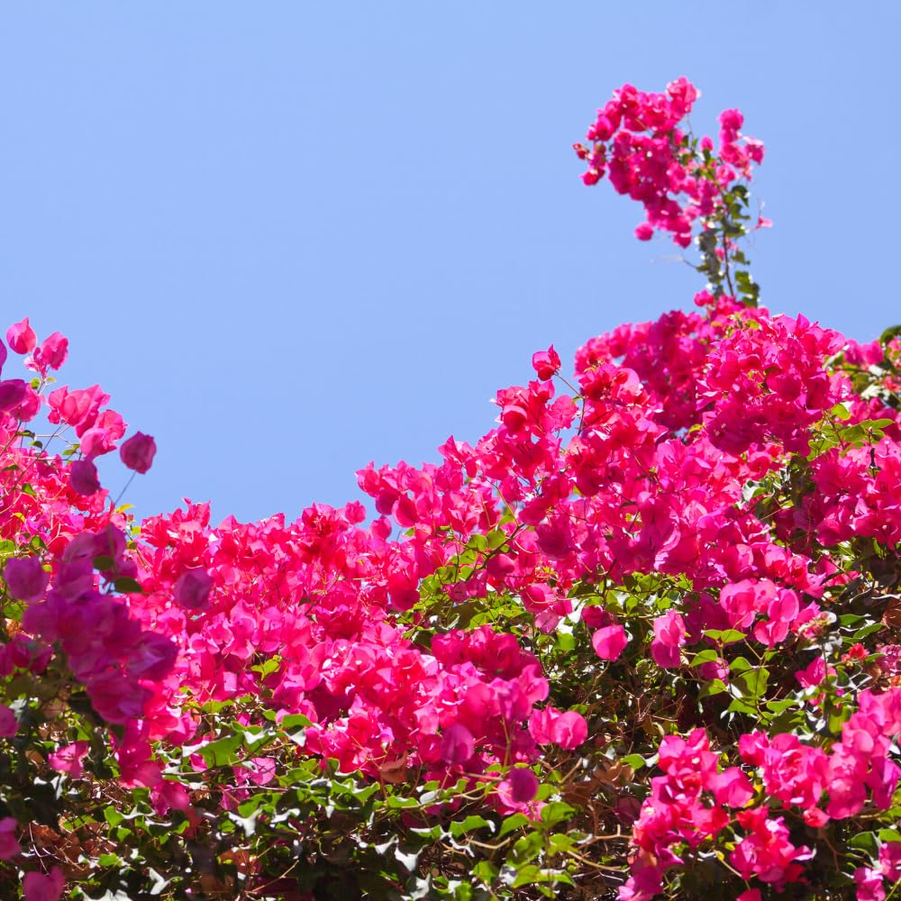2 Pink Bougainvillea Plants Live, Trailing Bougainvillea Plants, Bougainvillea Flowering Vine 4-7 Inches