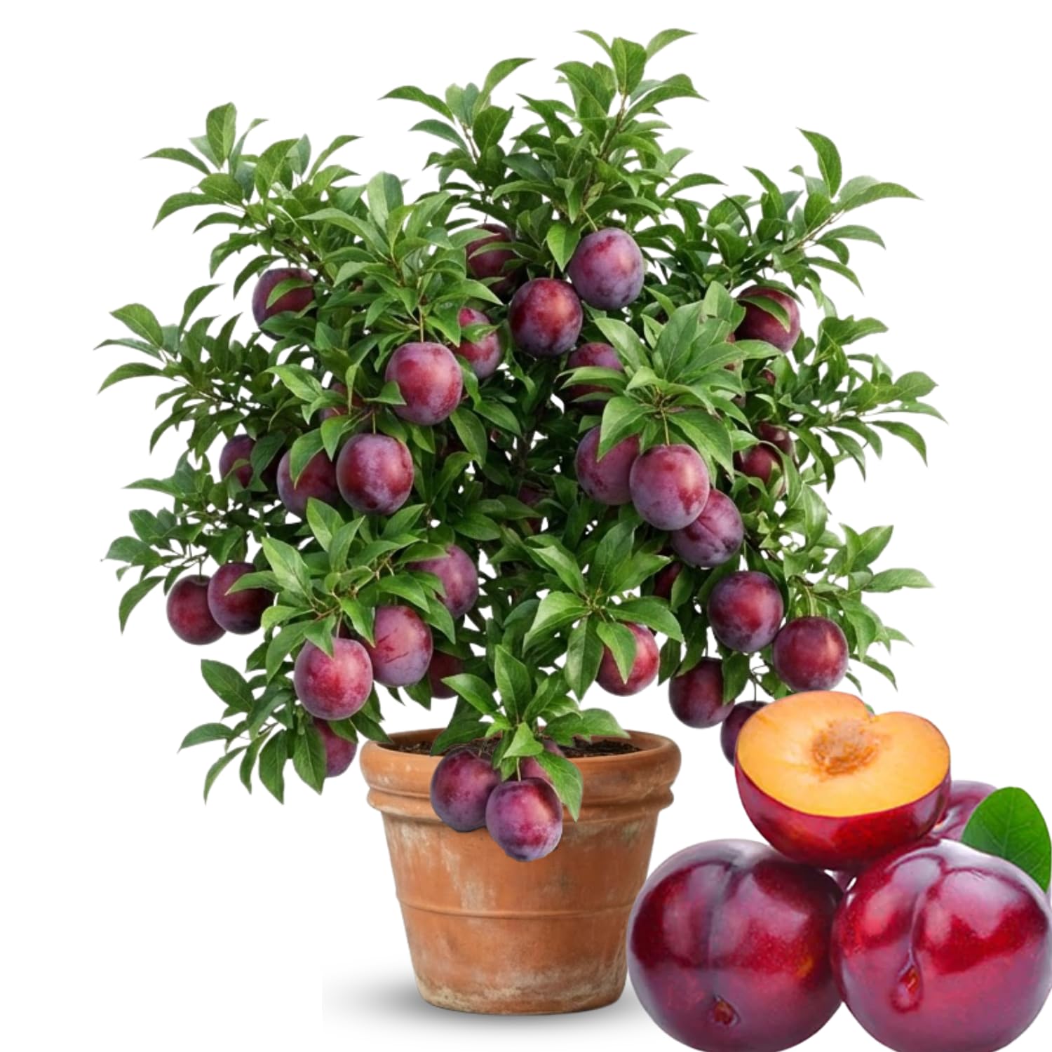Grafted Plum Tree Live Plant Ready to Bear Fruit, 2-3 Ft Tall in 3 Gallon Pot, No CA, Spring Planting, Fast-Growing and High Yielding (Methley)