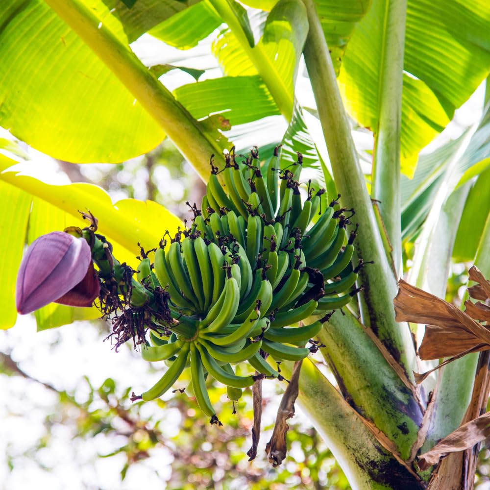 2 Cavendish Banana Plants Live, Banana Fruit Tree Starter, Indoor Outdoor Planting, 4-6 Inches Tall