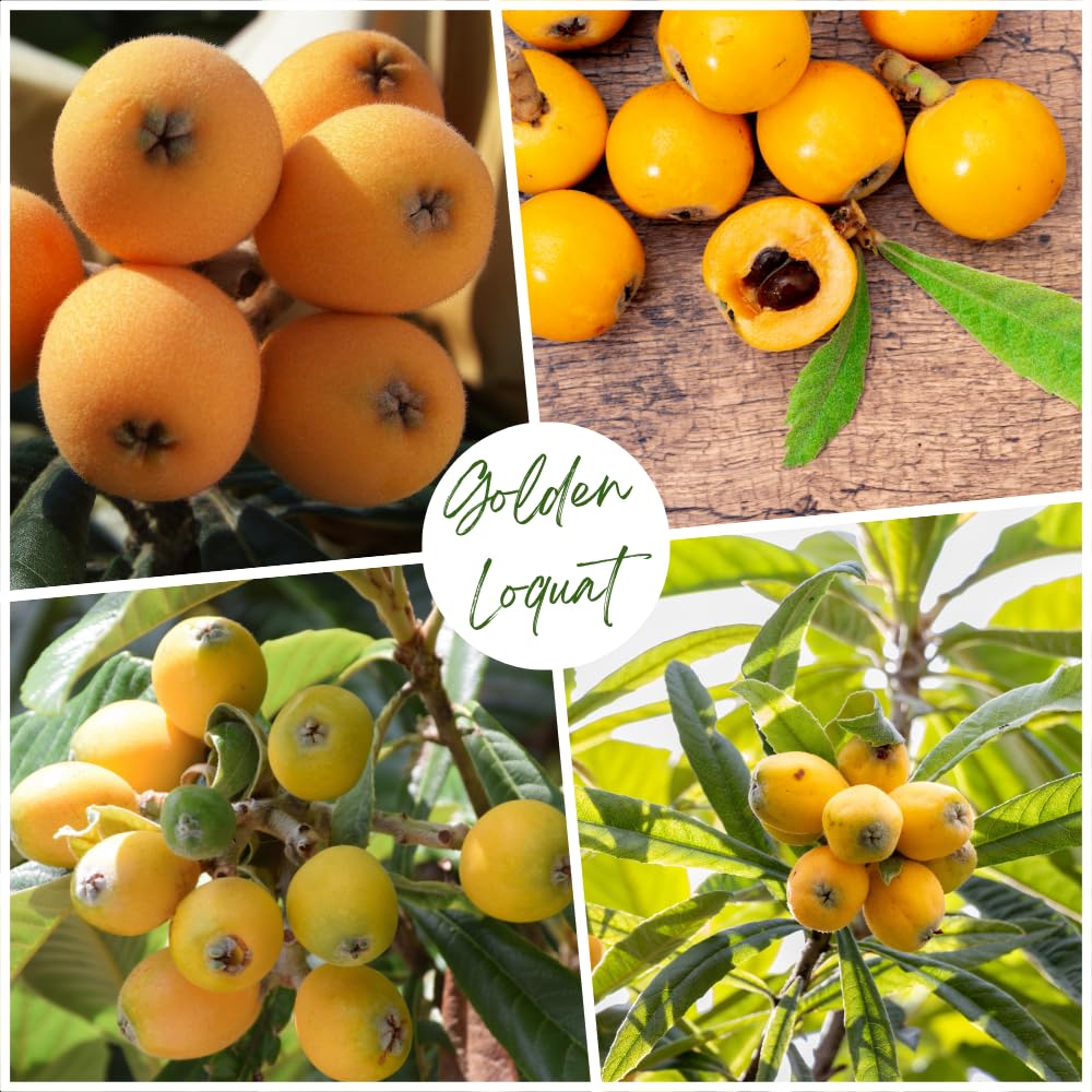 Loquat Tree Live Plant, Perennial Golden Loquat Fruit Tree, Well Rooted, 2 Feet Tall, 3 Gallon Pot, for Outdoor Growing, No Ship to CA