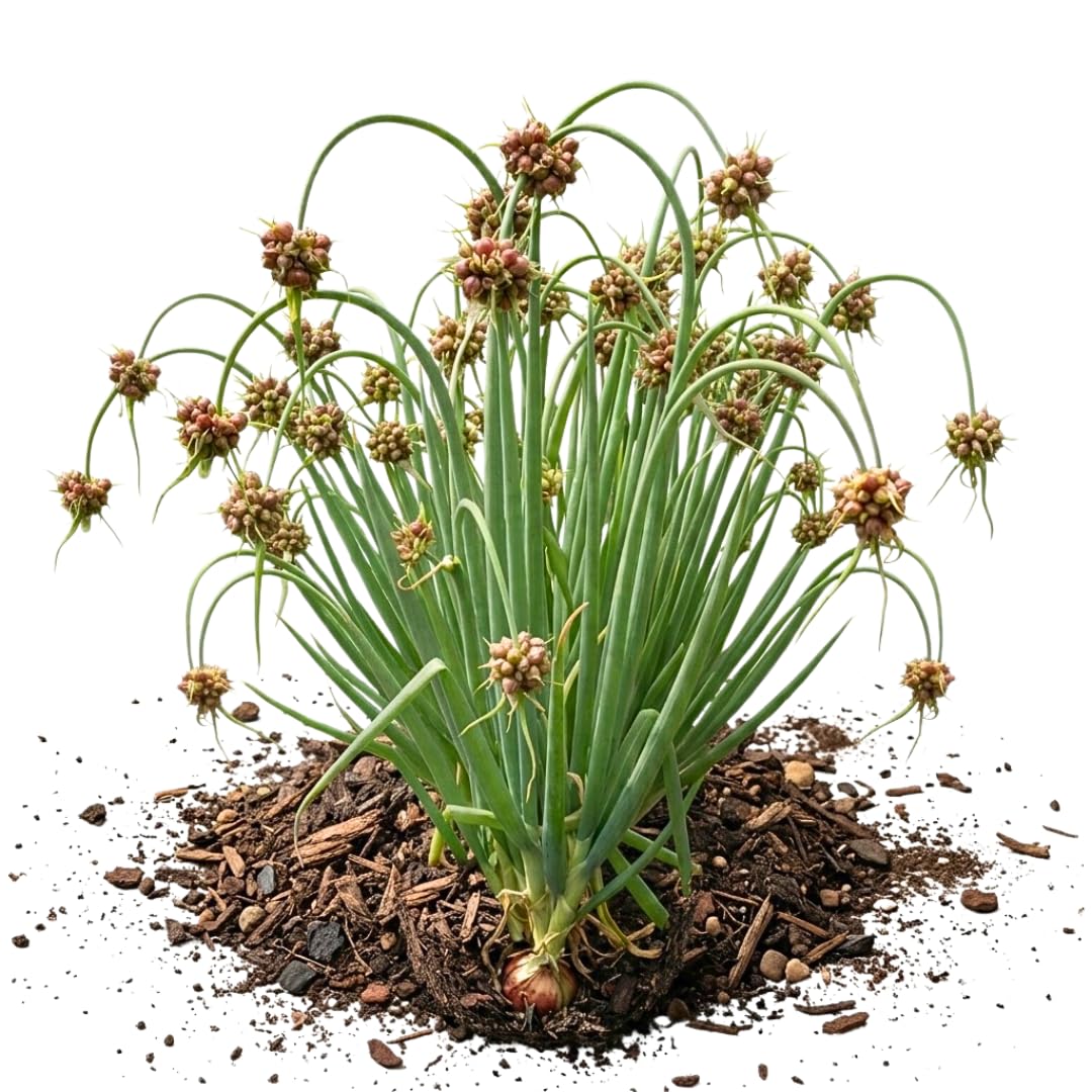10 Walking Onion Bulbs, Egyptian Tree Onion Topsets, Perennial Vegetable
