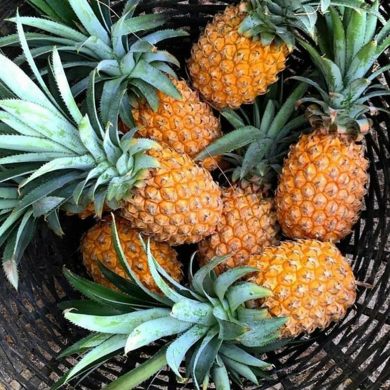 Sugarloaf Pineapple Plant, 1 Ft Tall in 1 Gallon Pot - Sweet White Pineapple for Patio, Indoor and Outdoor Growing, No Ship to CA