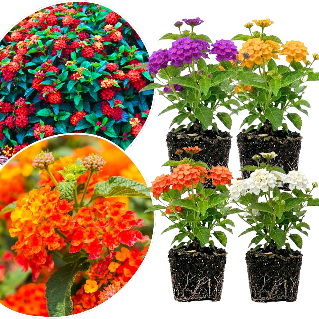Set of 4 Multicolor Lantana Plants Live, 4-8 Inch Tall Well-Rooted Trailing Lantana for Indoor and Outdoor Planting, Assorted Varieties