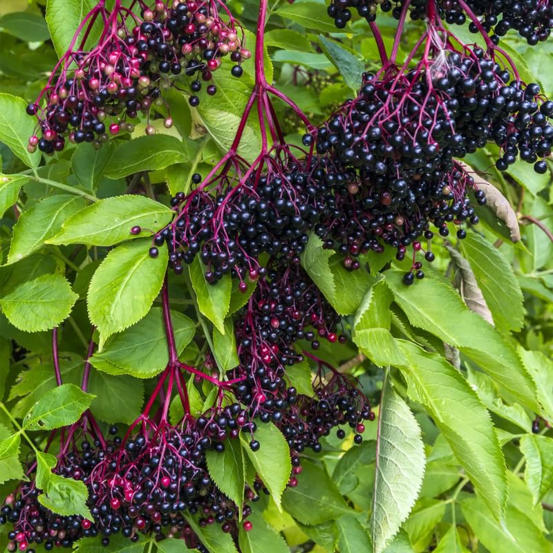 1 Elderberry Bushes Plants Live, No Pot, 6-12" in Tall, Dormant, No Leaf, Cold Hardy for Outdoor Planting
