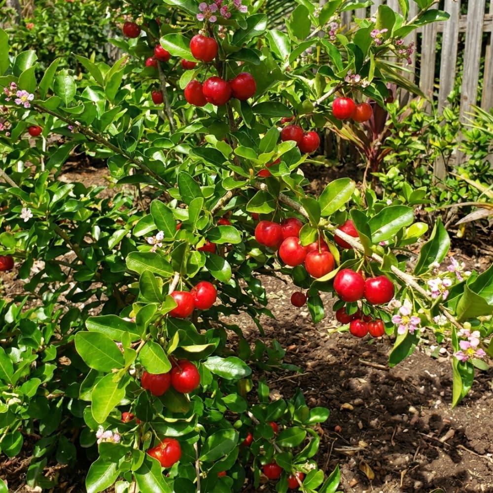 Barbados Cherry Tree Live Plant, Barbados Cherry Plant from 1-2 Feet Height in 1 Gallon Pot, Red Berries for Outdoor Gardening, High Yielding Fruit Trees, No CA