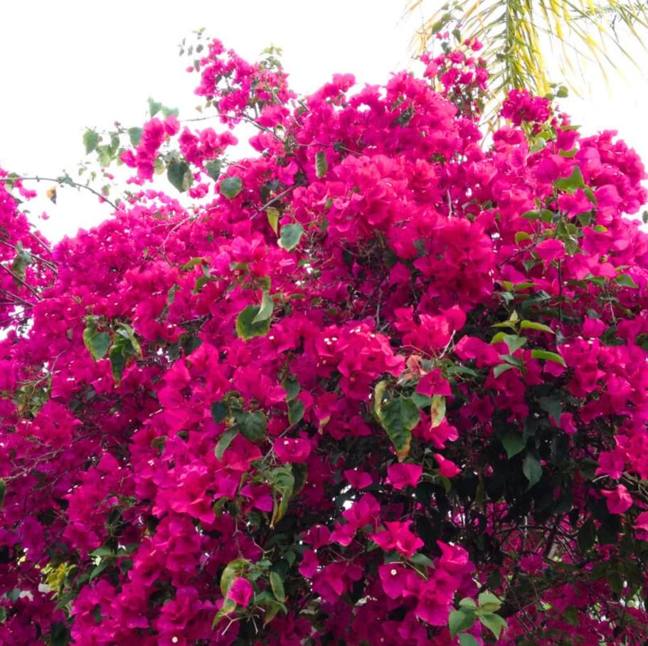 2 Bougainvillea Plants Live, Bougainvillea Flower Vine Plant, Indoor Outdoor Garden 4-7 Inches (Bright Pink)