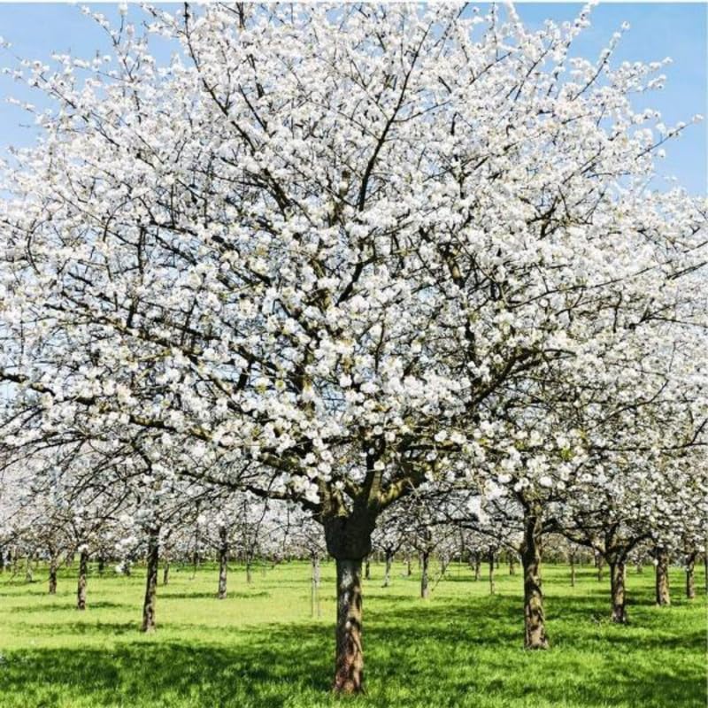Live Cherry Blossoms Tree Plant, Random White Flowering Cherry Blossom in 2.5 Inches Pot, Dormant in Winter, Perennial Bloom, 9 Months Old Trees