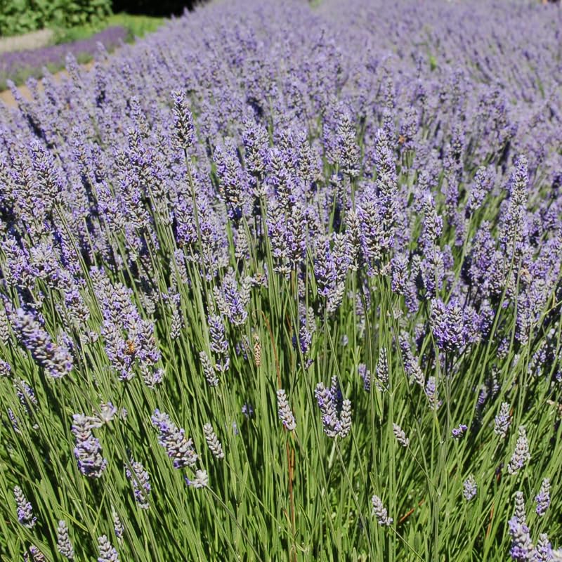 Pack 4 Grey Lavender Plants Live, 4–8" Tall, Fragrant Lavender Flower Lavandula Perennial Well-Rooted, No Pot