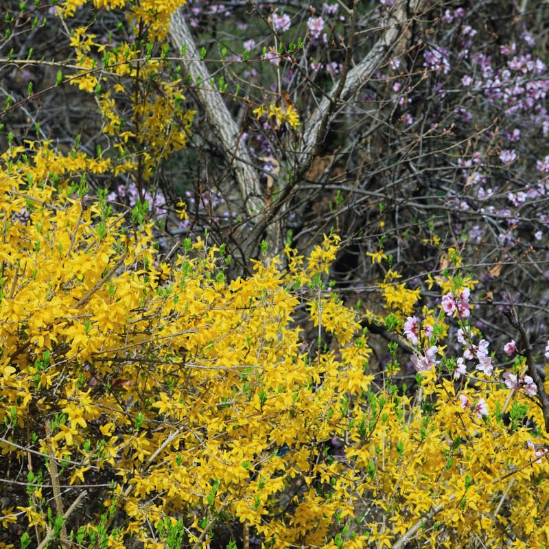 Forsythia Tree Live Plant, Lynwood Forsythia Bush Plant Live, 6 to 12 Inches, Yellow Flower