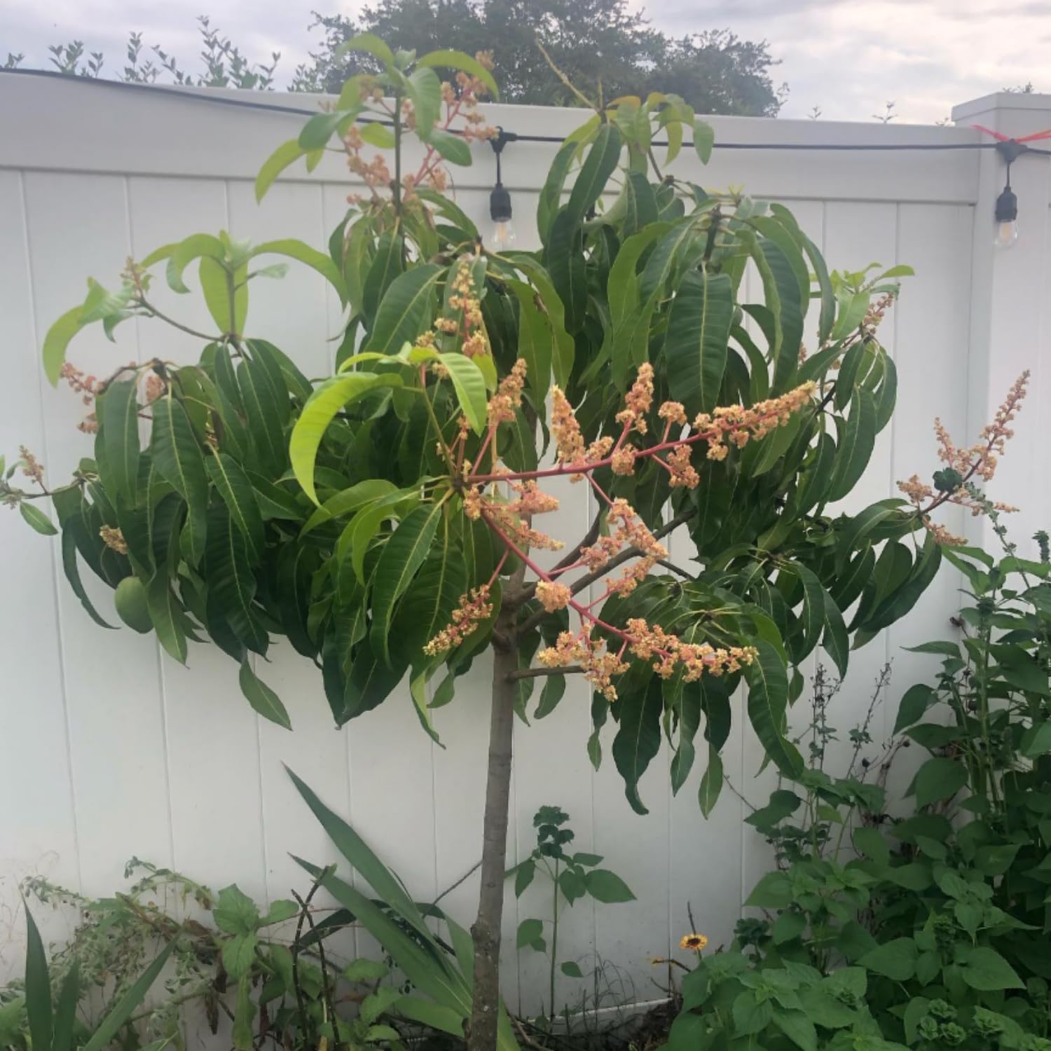Large Carrie Mango Plant Live, Sweet Tropical Mango Live in 3 Gallon Pot, Mango Fruit Tree for Outdoor Planting, 3-4 Feet Tall, No Ship to CA