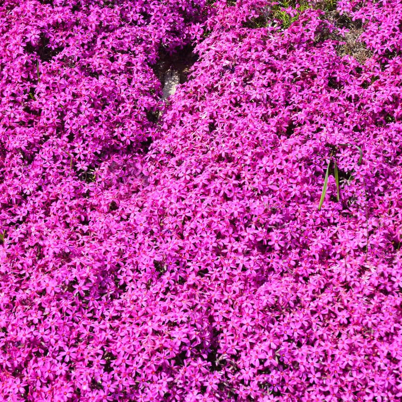 YOKEBOM Set 2 Pink Creeping Phlox Plants, Hardy Perennial Phlox Flowers, Vibrant Ground Cover for Garden and Landscape, Ready to Grow Plugs 3-5 Inches
