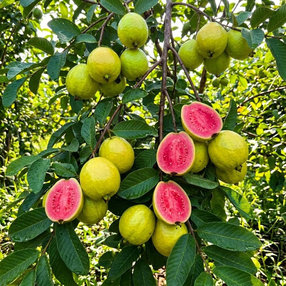 Red Guava Tree Live Plant, 1.5 Years Old Guava Plants Live for Planting, 3 Gallon Pot, 2-3 Feet Tall, Sweet Tropical Fruit Tree for Patio, Backyard and Outdoor Garden, No Ship to CA