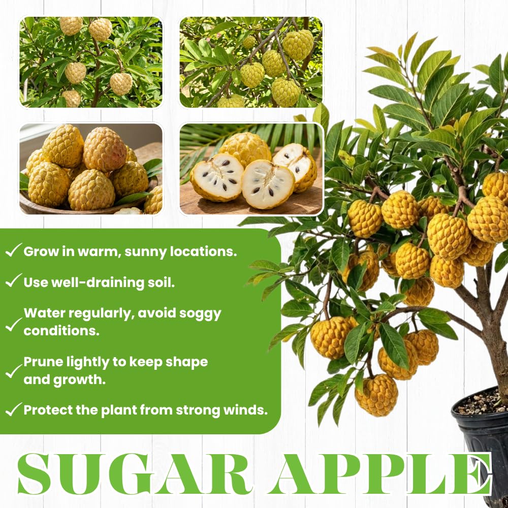 Apple Plant Live, Sweet Tropical Fruit, Sugar Apple Fruit Tree 2-3 Feet Tall in 3 Gallon Pot, Outdoor Planting, No Ship to CA (Yellow Sugar Apple)