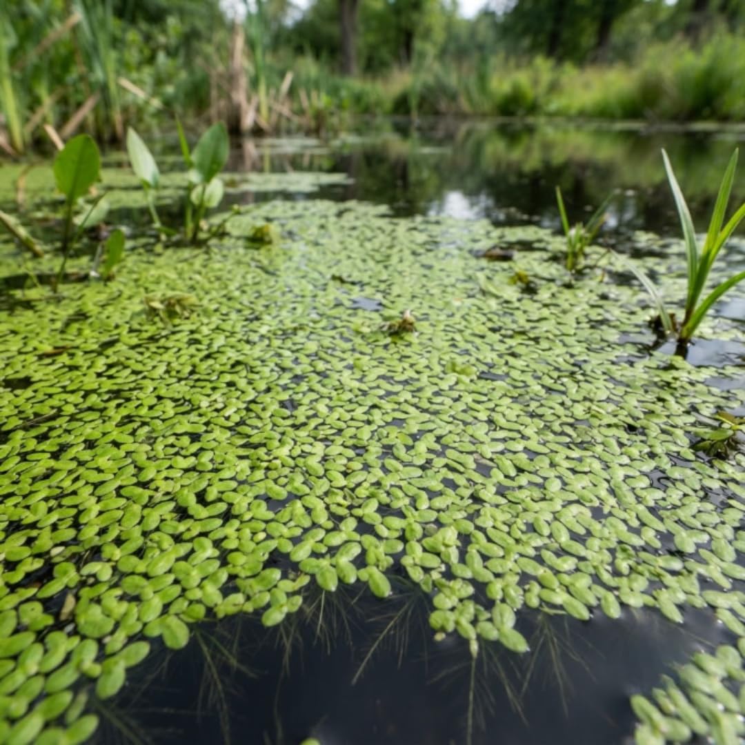 Live Duckweed Aquarium Plants, Freshwater Floating Plant, 4000 Count