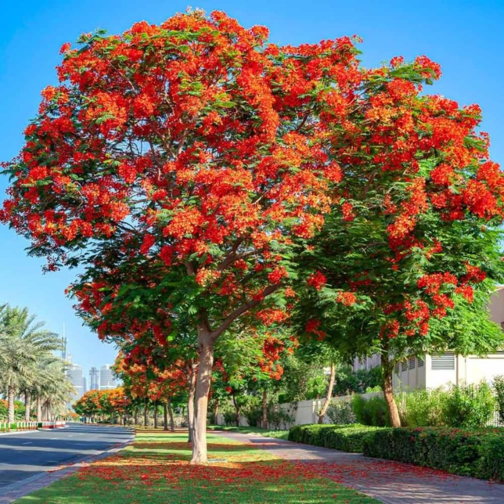 Red Flamboyant Tree, 1 Year Old Royal Poinciana Plant Live, 3 Feet Tall in 1 Gal Pot, Live Ornamental Flowering Tree for Planting, Live Plant in 1 Gal Pot, No CA