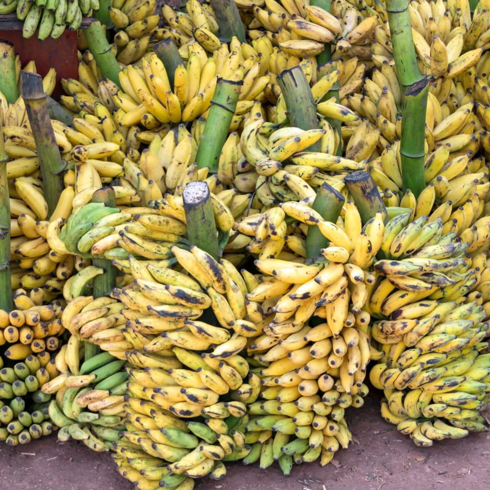 2 Cavendish Banana Plants Live, Banana Fruit Tree Starter, Indoor Outdoor Planting, 4-6 Inches Tall