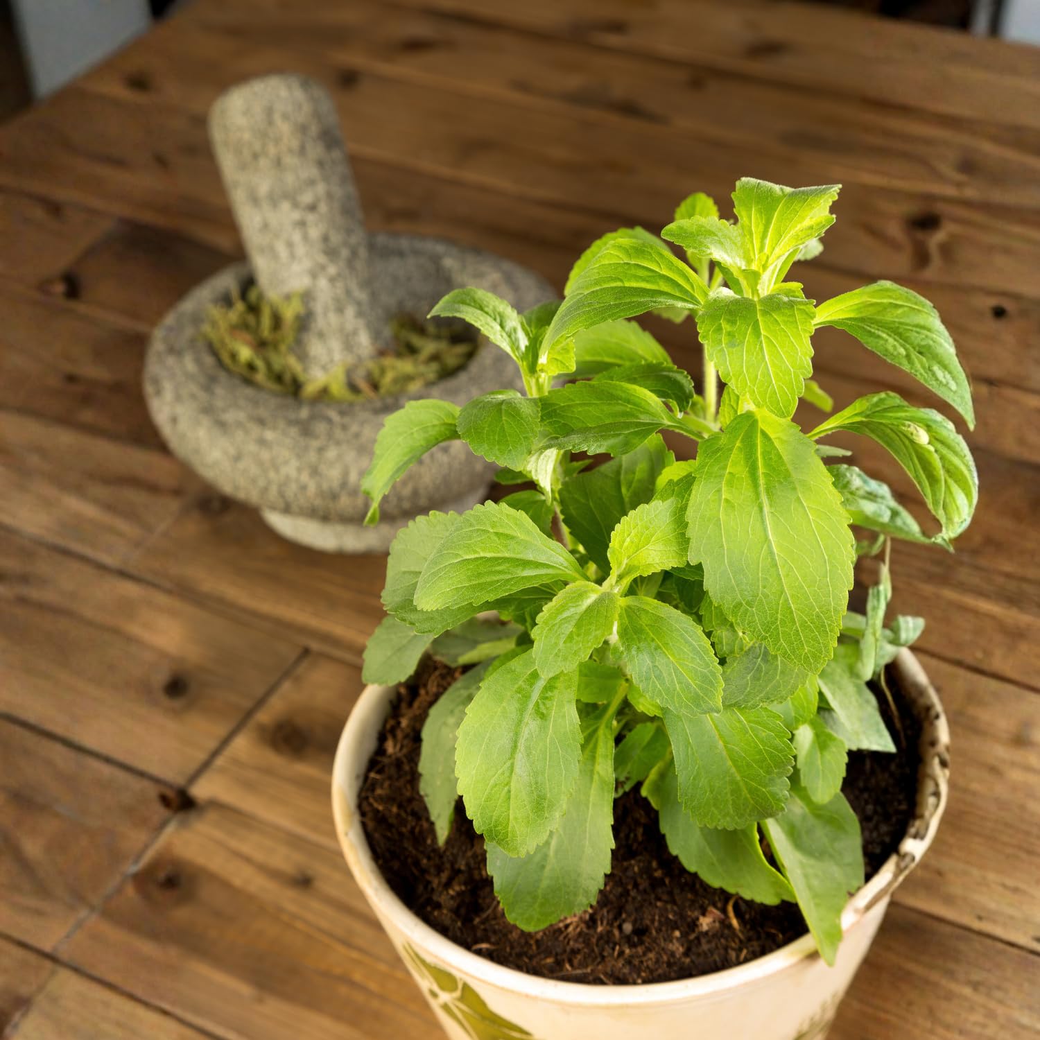 Pack 2 Stevia Live Plants, Well Rooted 4-7 Inches, Hardy Herb for Garden or Containers Planting