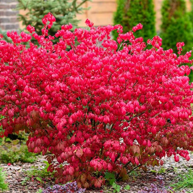 Red Dwarf Burning Bush Plant Live, Dormant, Burning Bush Shrub in Quart Pot for Outdoor Garden