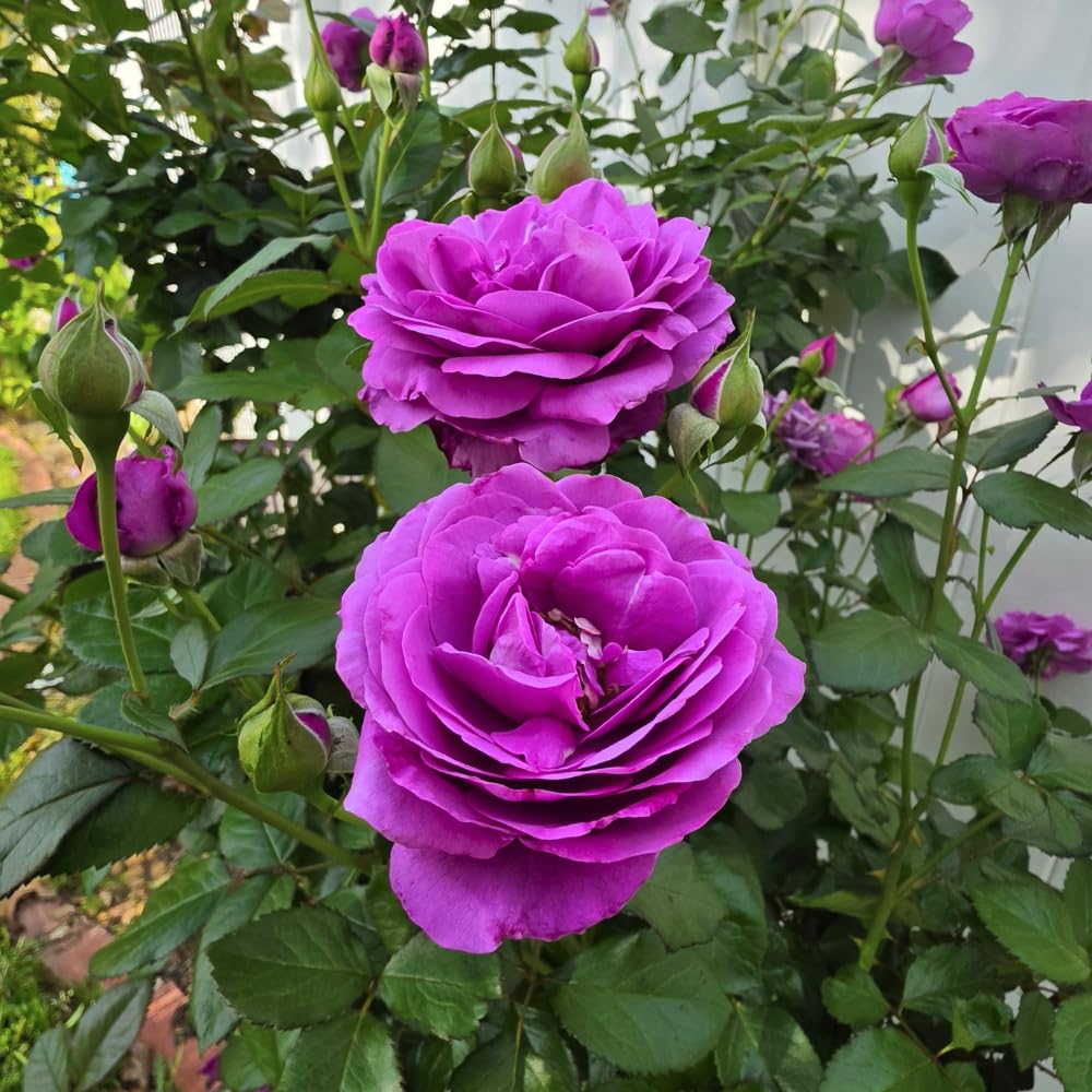 Purple Rose Plant Live in 3 Gallon Pot, Compact Hardy Rose Shrub with Colorful Blooms for Patio, Container and Outdoor Planting