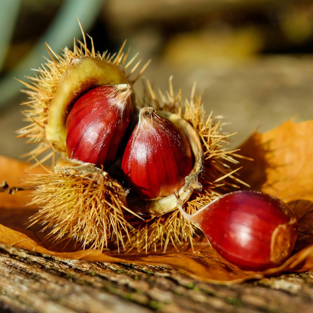 1-2 Ft Chestnut Tree Live Plant, 1 Year Old Fast Growing Nut Tree, Well-Rooted Seedling, No Pot, Dormant in Winter