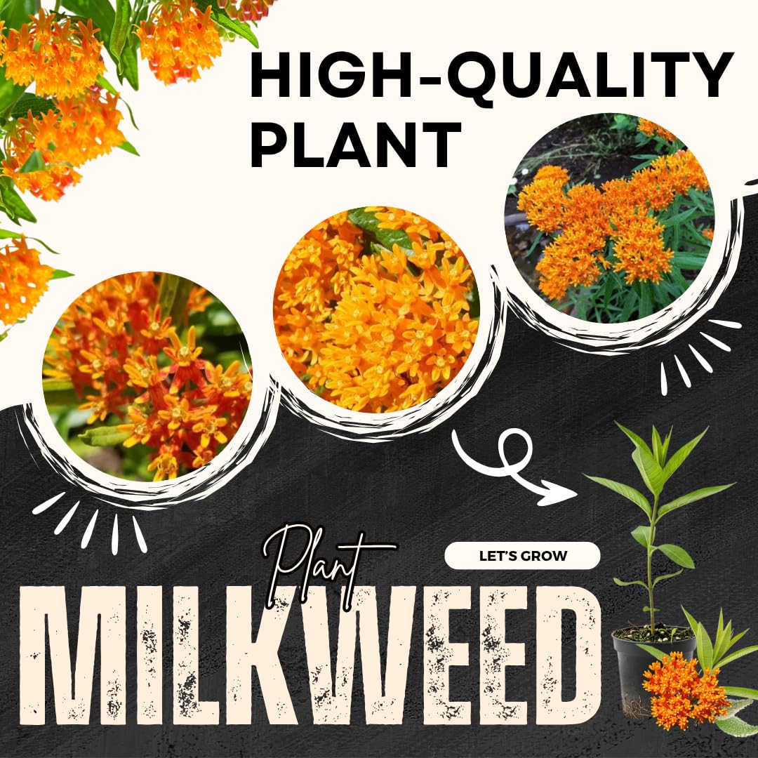 Pack 4 Butterfly Milkweed Plants Live, Milkweed Live Plants, 5-8" Height Asclepias Tuberosa Perennial Flowers Home Garden (Orange Milkweed)