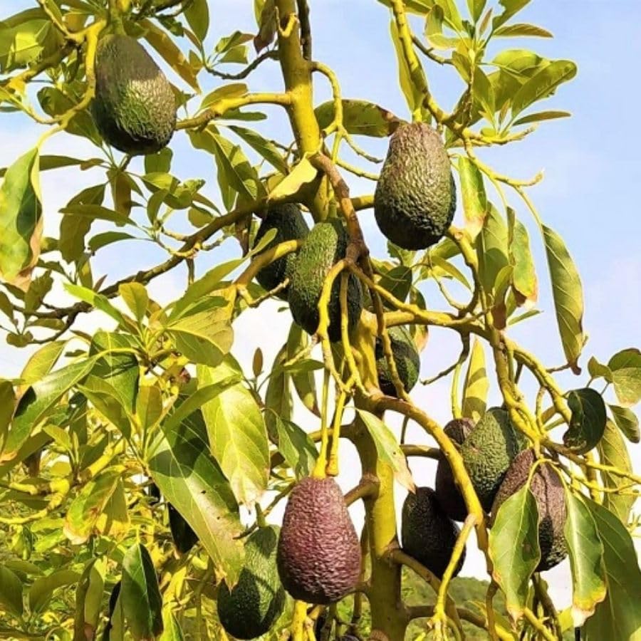 Live Grafted Avocado Fruit Tree 1.5-2.5 Feet Tall, Avocado Fast-Growing Fruit Tree Plant for Your Garden