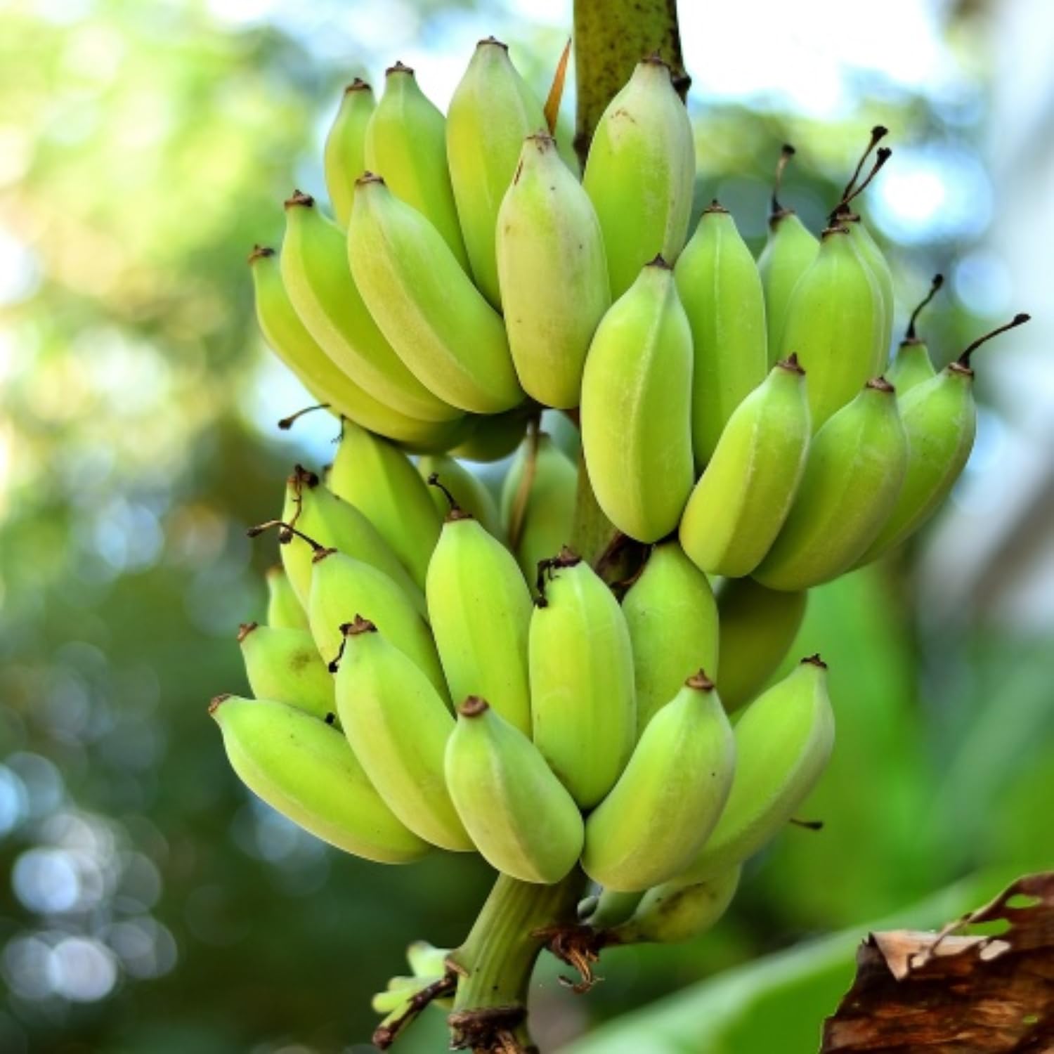 Thai Banana Tree Live Plant, Well Rooted 4-8" Tall, Cold Hardy Tropical Banana Plant Live Well Rooted, Live Banana Fruit
