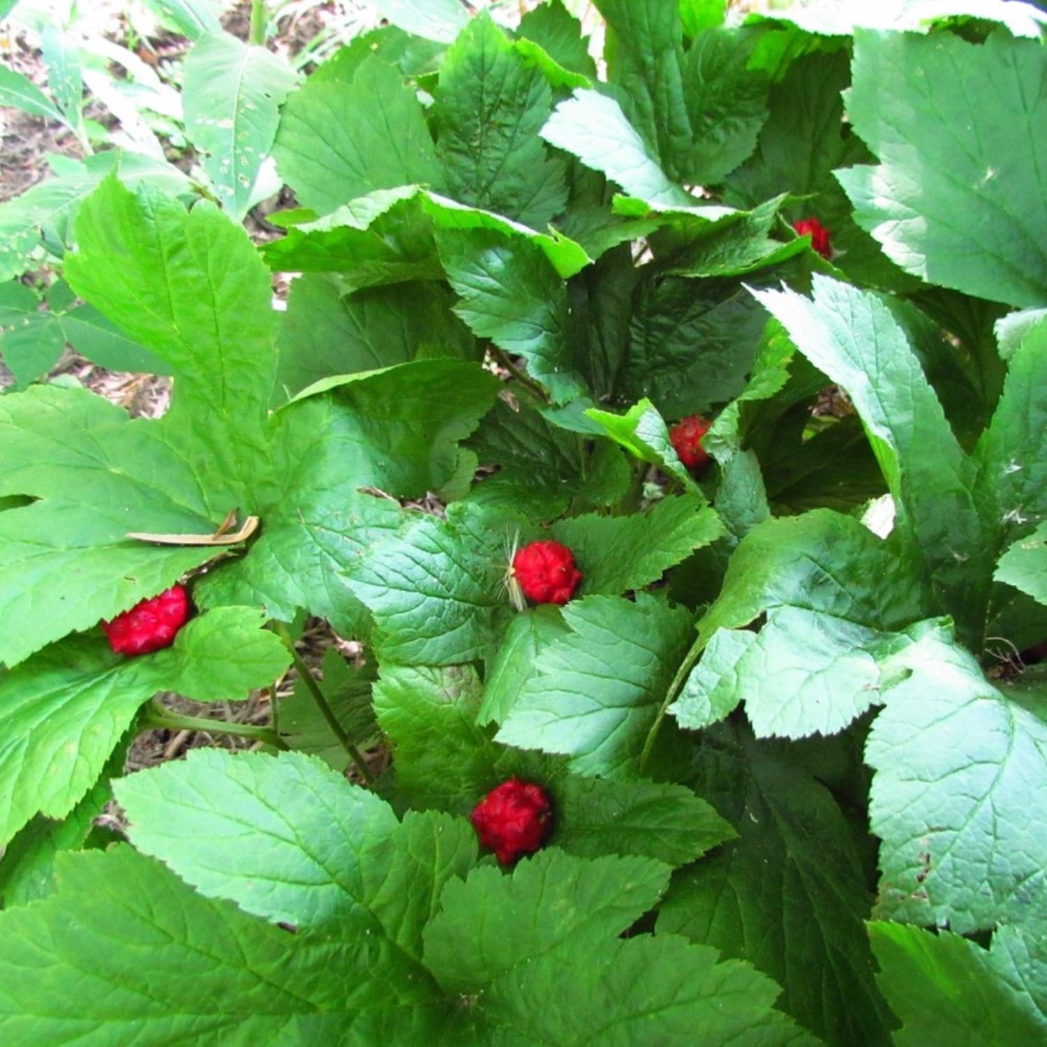 10 Goldenseal Roots Plants Live, Goldenseal Herb for Planting Indoor Outdoor, Bare Roots
