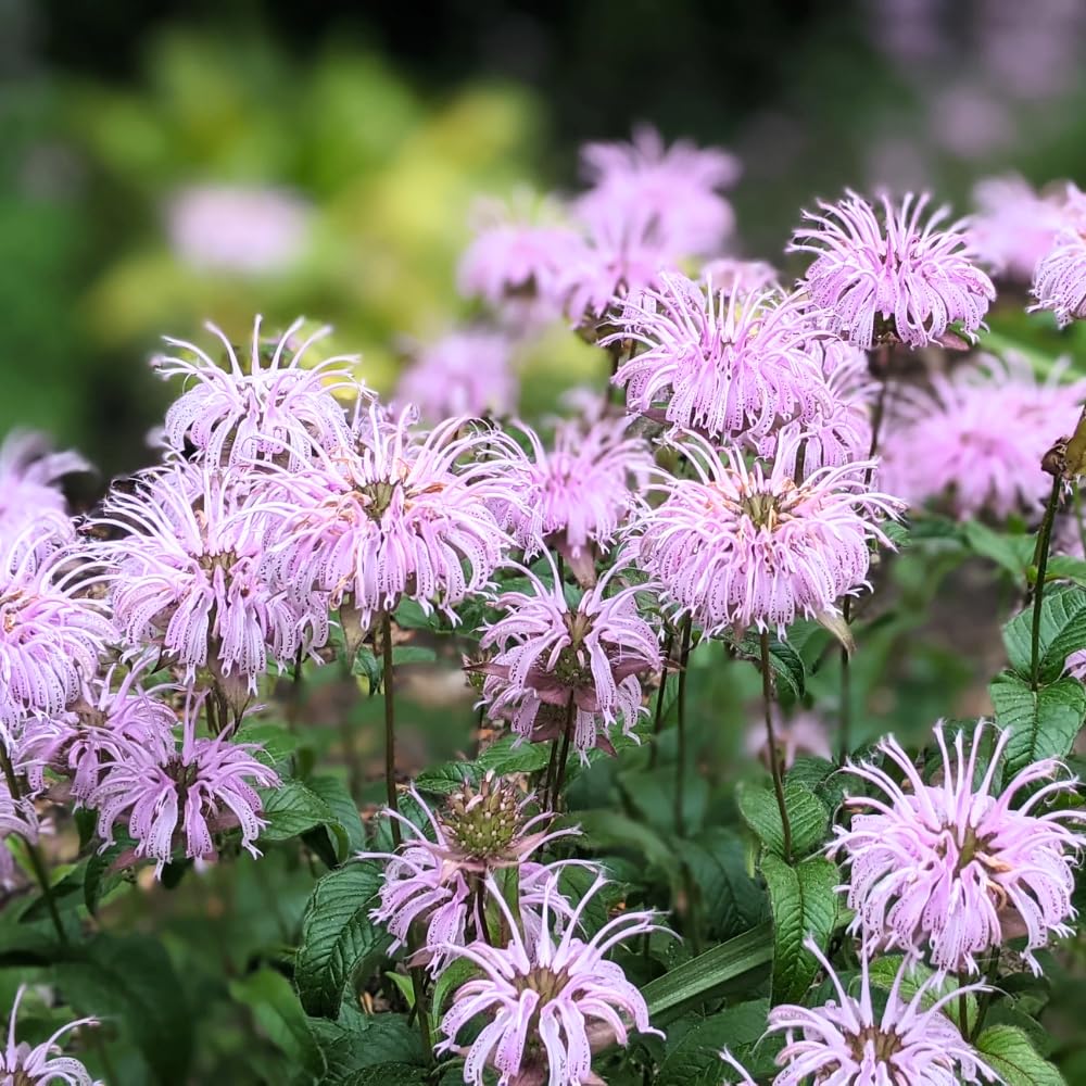 2 Pink Bee Balm Plants Live, Bee Balm Perennial Flowers Well Rooted Plug 3-5" Tall Indoor Outdoor