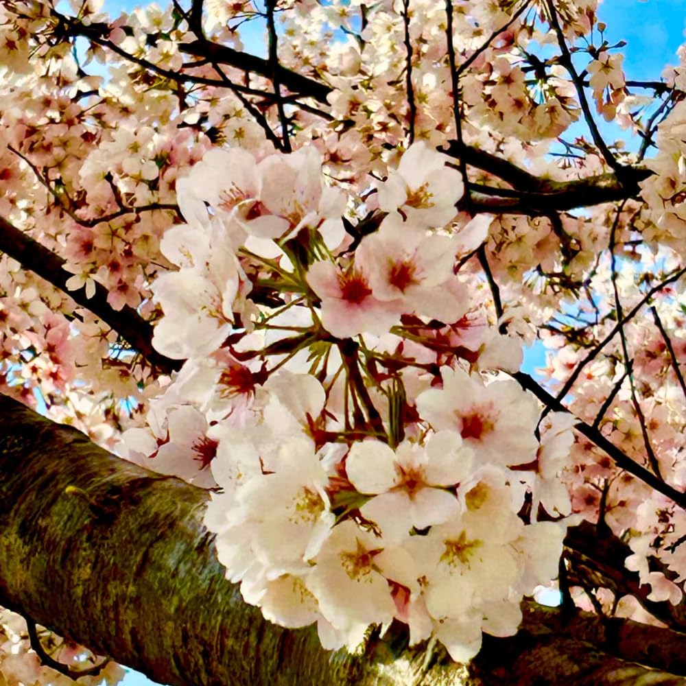 Cherry Blossom Tree Live Plant, 8-12" Tall, Ornamental Flowers for Outdoor Planting, in Pot (White Cherry)