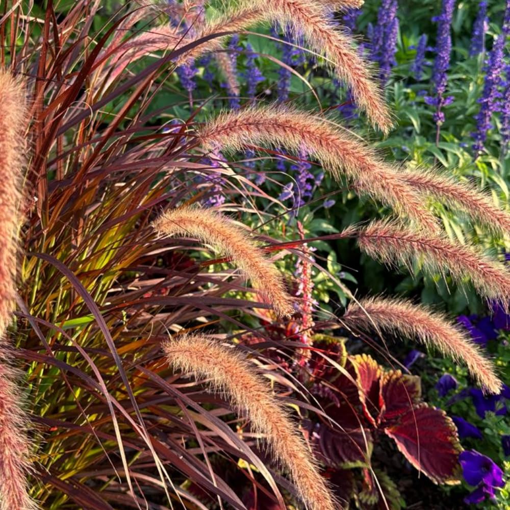 3 Purple Fountain Grass Plants Live, Ornamental Grass Plant for Growing, 5 to 7 Inches Tall Live Plant, Easy to Plant