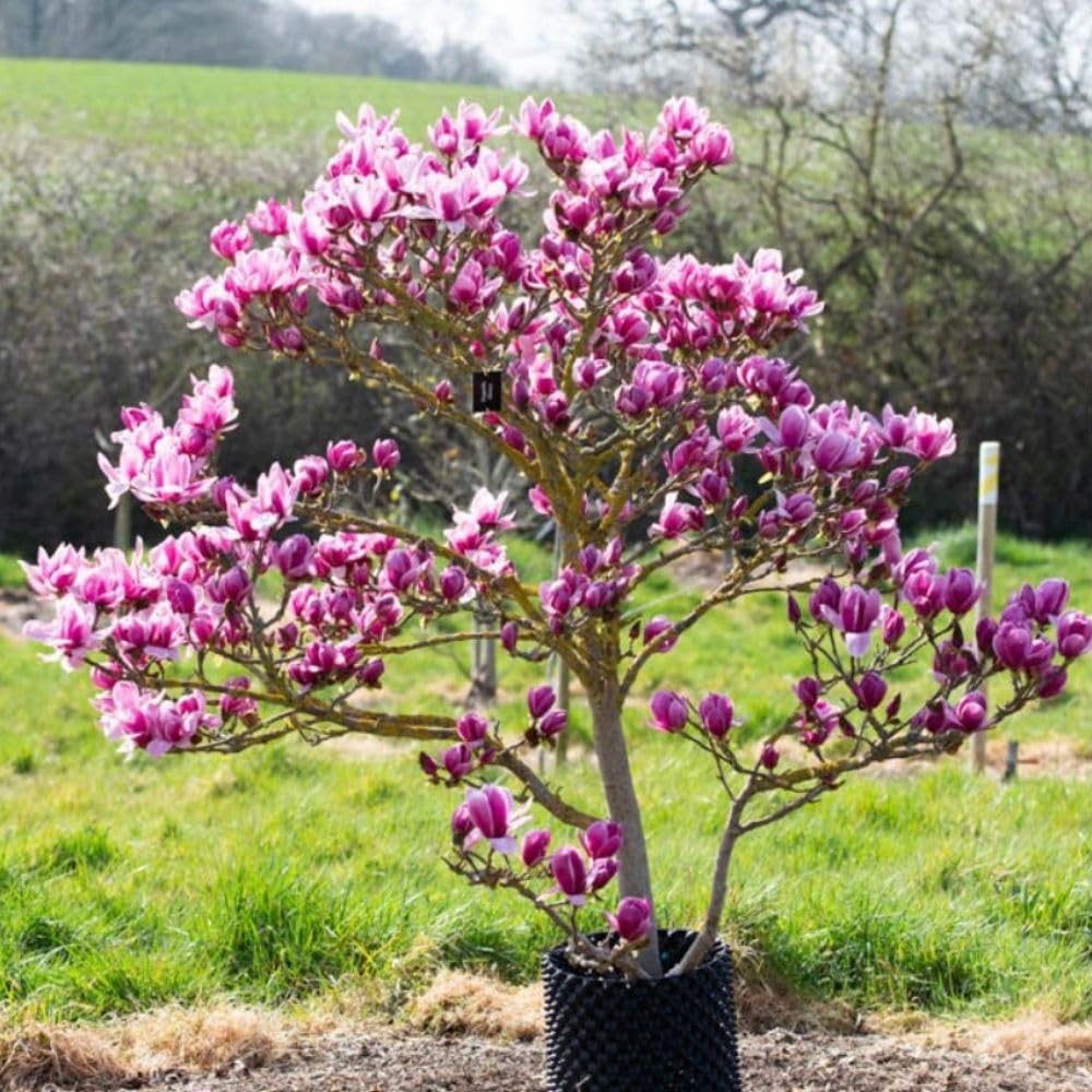 Jane Magnolia Live Plant, Vibrant Magnolia Tree 2 to 3 Feet Tall in 3 Gallon Pot for Garden, No Ship to CA