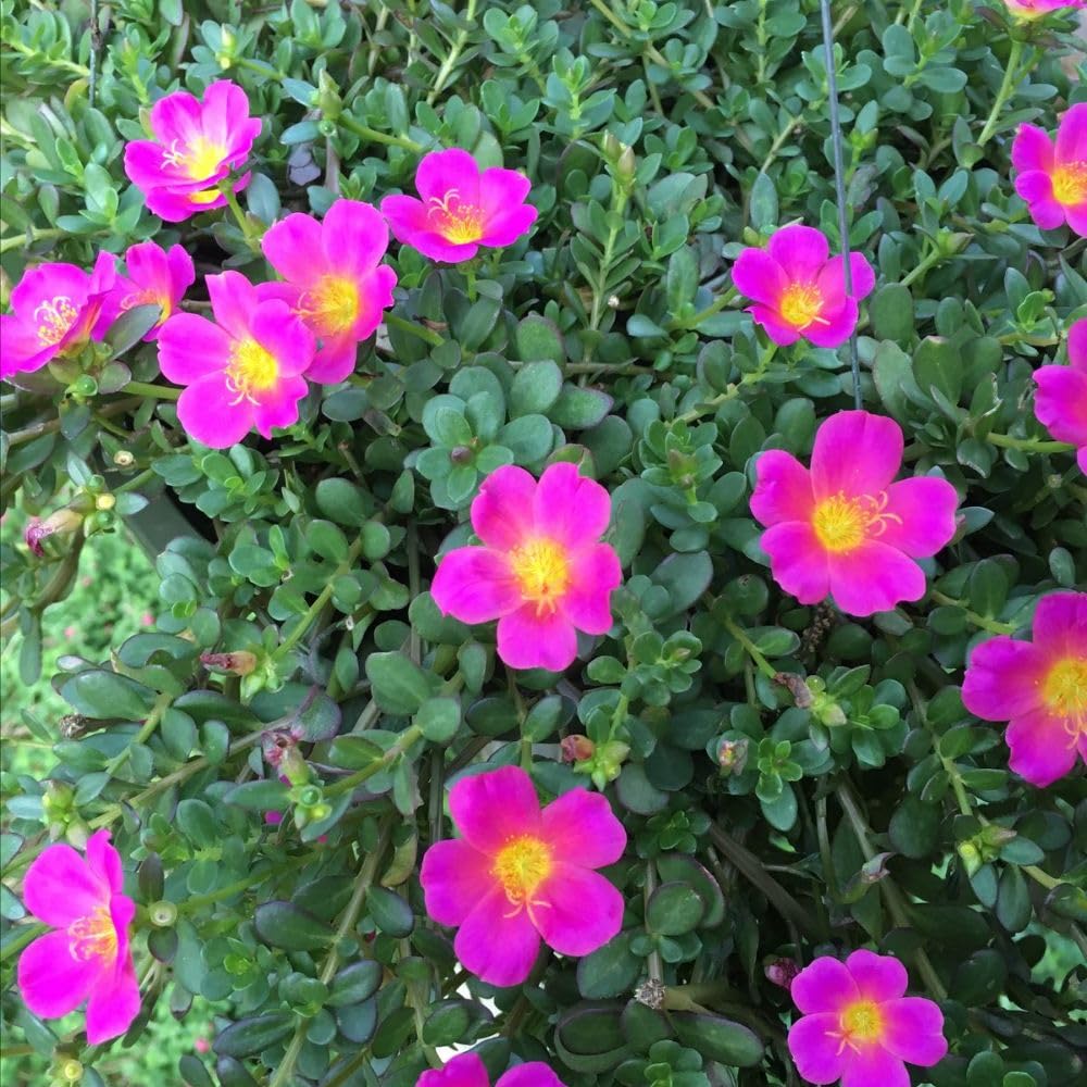 Set 2 Portulaca Live Plant, 4-6 Inch Tall, Moss Rose Plants Live, Rare Portulaca Plants for Growing Indoor Outdoor (Deep Pink)
