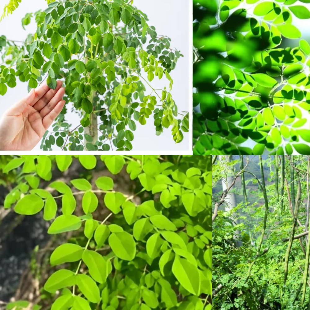 Moringa Plant Tree in 1 Gal Pot, Live Moringa Trees Plants, 2 Ft Tall, Moringa Oleifera Drumstick Tree for Outdoor Indoor Planting, Well-Rooted, No CA