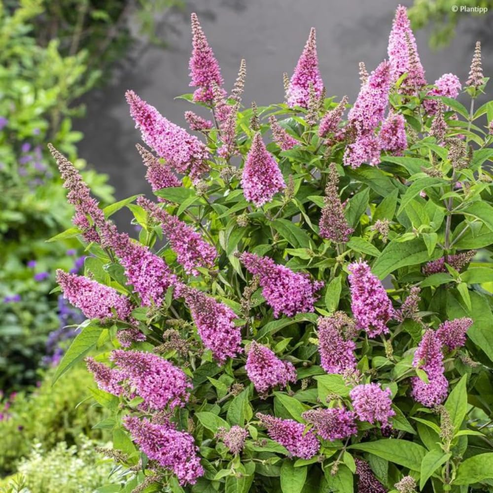 2 Butterfly Bushes Live Plants, Perennial Butterfly Bush for Outdoor Garden, Container Growing 4-7 Inches (Pink)