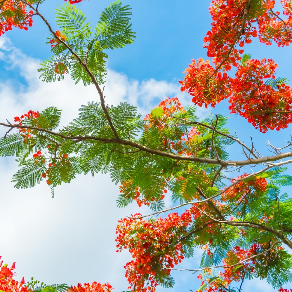 Royal Poinciana Tree Plant Live, 3 Feet Tall, Red Flamboyant Tree in 1 Gal Pot, Stunning Blooming Ornamental Tree, Ideal for Outdoor Gardens, Landscapes, No CA