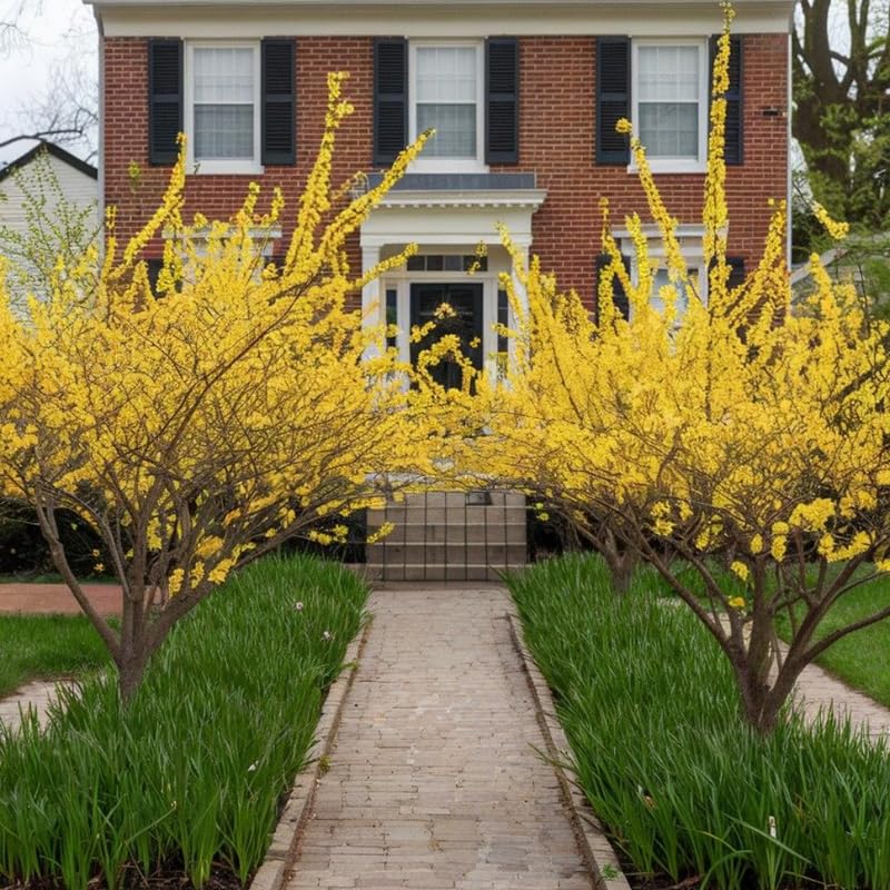 Forsythia Plant, 6-12 Inch Tall, Quart Pot, Yellow Lynwood Forsythia Bush Live Plant, Hardy Perennial Flowering Shrub, Dormant in Winter