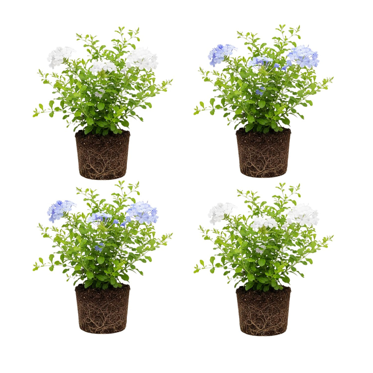 Set 4 Plumbago Plants 4–6'' Tall, Vibrant Flowering Shrubs for Garden or Containers, Well Rooted, Ready to Grow (Mix)