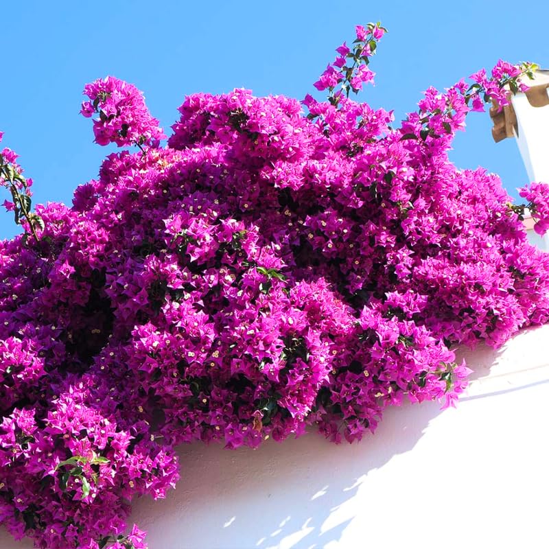 3 Purple Bougainvillea Plants Live, 4-8” Tall Flowering Bougainvillea Vines, Tropical Climbing Plants for Garden or Containers, No Pot
