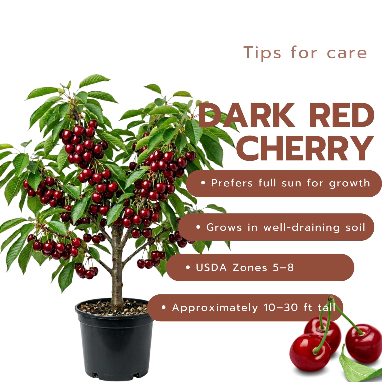Cherry Tree Live Plant, Cherry Fruit Plant 3-4 Feet Tall in 3 Gallon, Sweet Fruit Tree, Cold Hardy for Outdoor Growing (Dark Red Cherry)