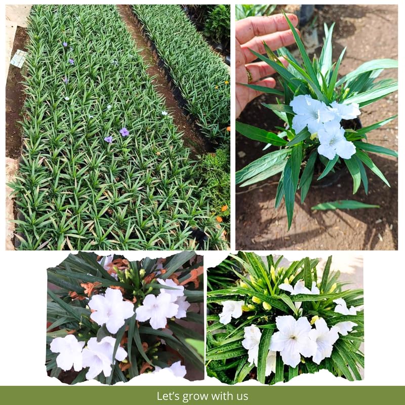 6 Dwarf White Mexican Petunia Plants Live, 4-7 Inches Tall, Hardy Perennial Flowers