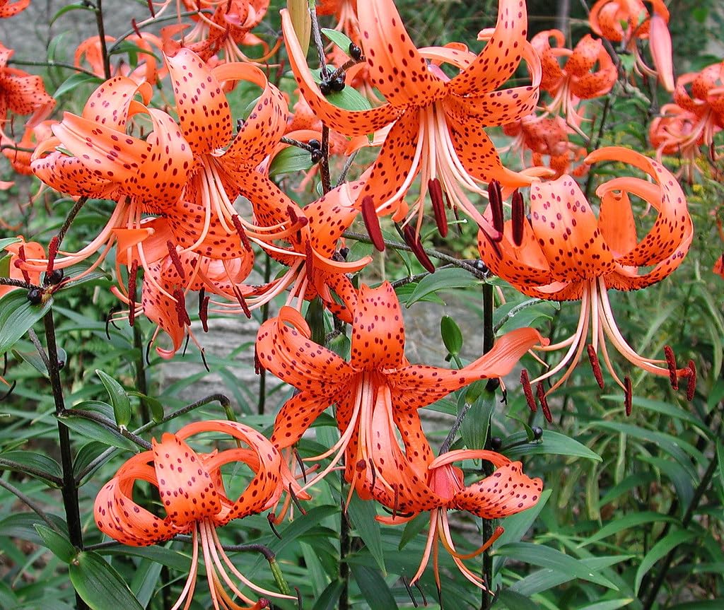 5 Turks Cap Lily Bulbs for Planting, Tiger Lilies Like, Fresh Bulbs for Planting, Perennial Flower Bulb Cold Hardy, Spring Blooms
