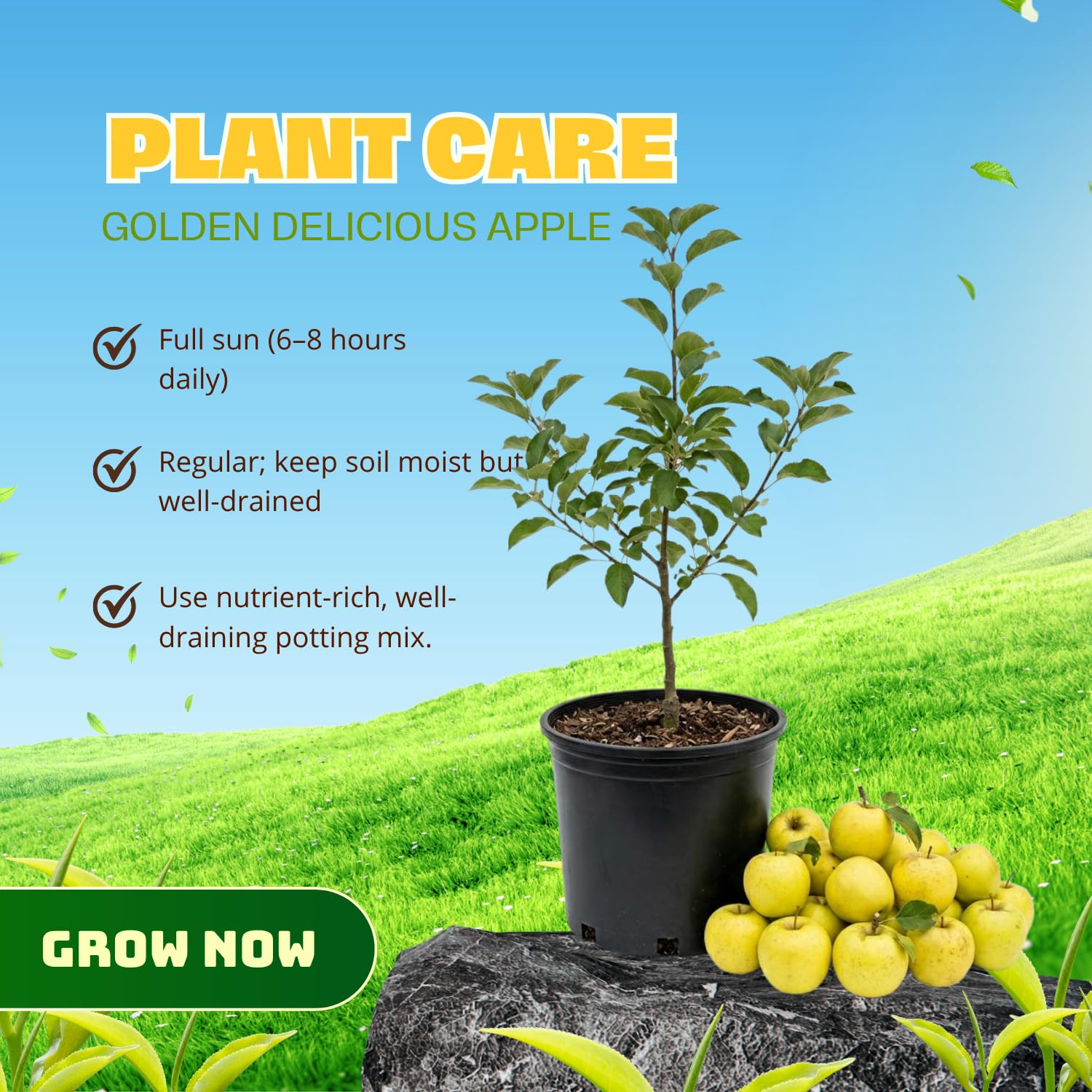 Delicious Apple Tree Live Plant, 3 Gallon Pot from 2 to 3 Feet Tall, Apple Trees Live Plants, Fruit Tree for Outdoor Gardening, No Ship to CA (Golden)