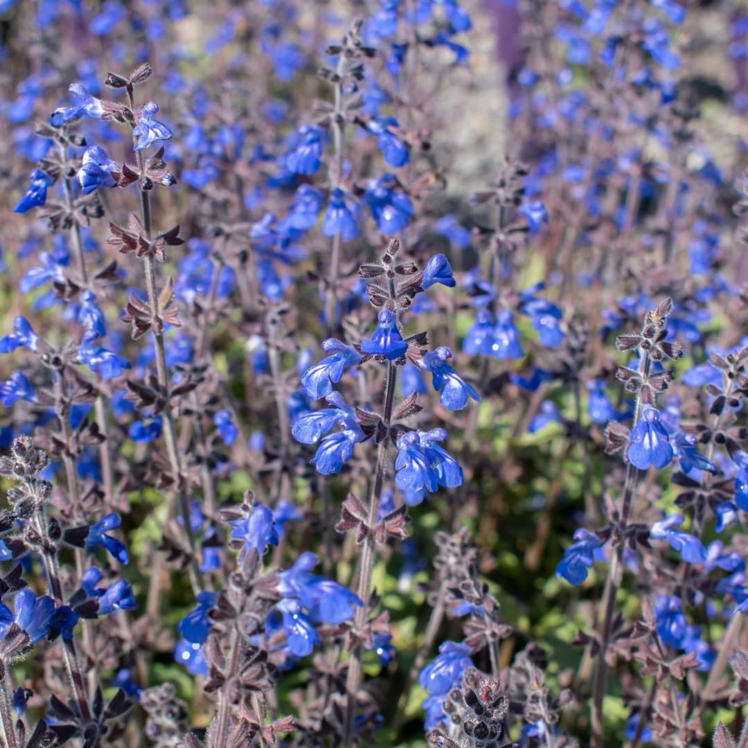 Sets 4 Black Blue Salvia Sage Plants Live for Spring Planting, Size 4-6" in Tall, Fast-Growing and Quick Flower, Perennial Fragrant Shrubs Bush
