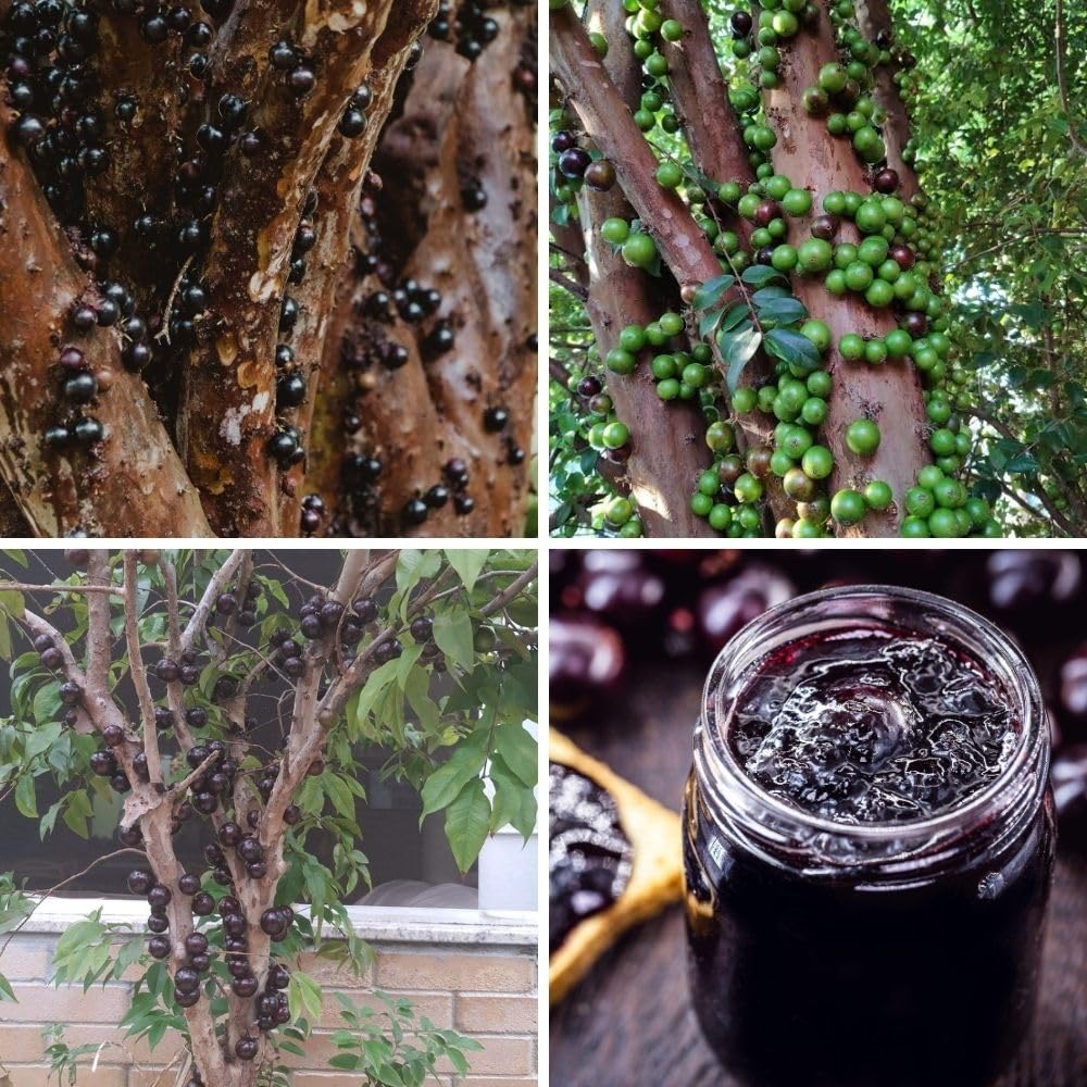 No CA, Sweet Black Jaboticaba Tree Live Plant, 2-3 Feet Tall, Jaboticaba Fruit Plants Live in 3 Gallon Pot, Jabuticaba Grapetree for Planting Outdoor Indoor, No Ship to CA