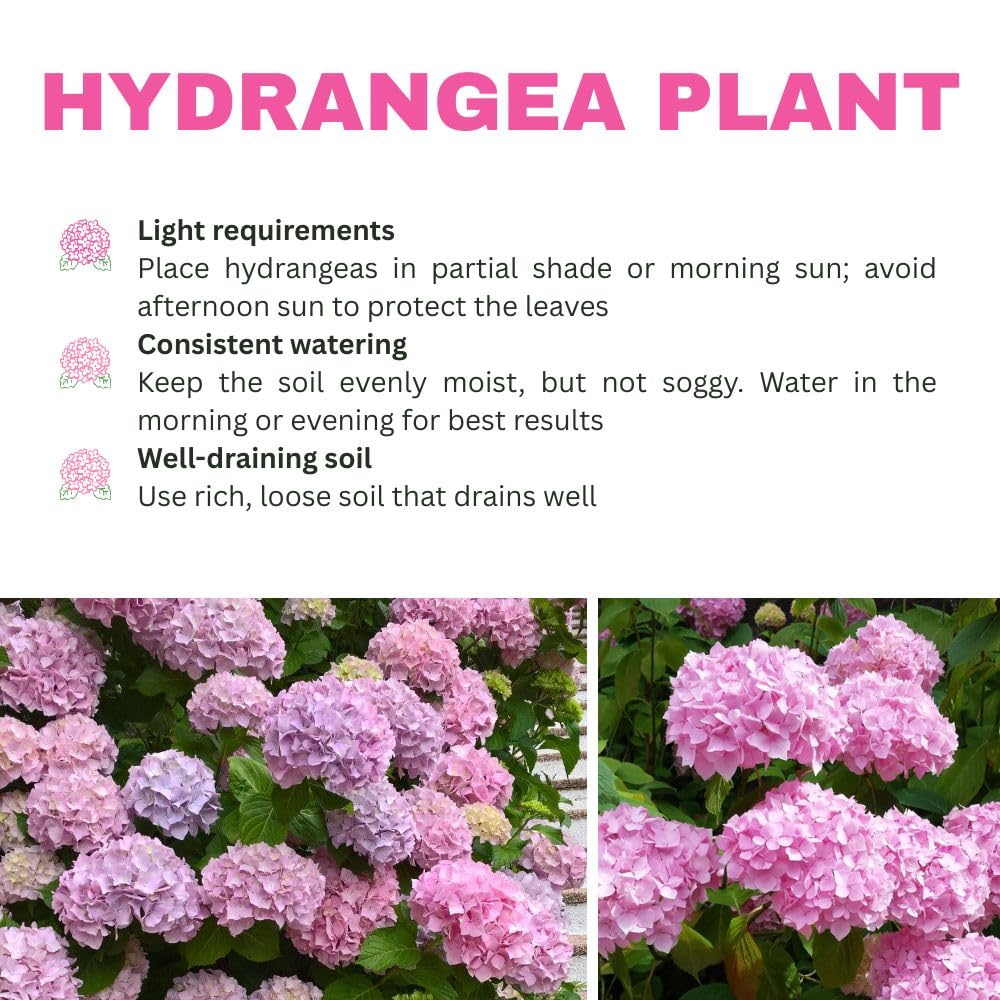 Pink Hydrangea Live Plant 1–1.5 ft Tall, Hydrangea Bush Plant, Outdoor Flowering Shrub, Garden Landscaping Plant, Hardy Perennial with Vibrant Pink Blooms, Bare Root